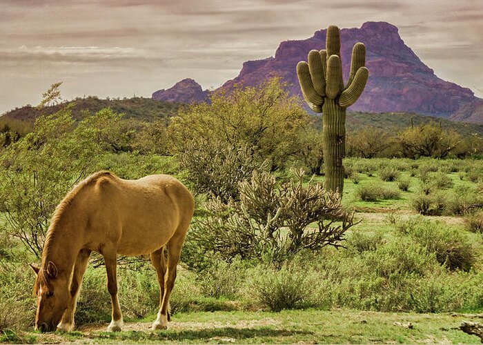 Wild Horses Greeting Card featuring the photograph Wild in the Sonoran by Saija Lehtonen