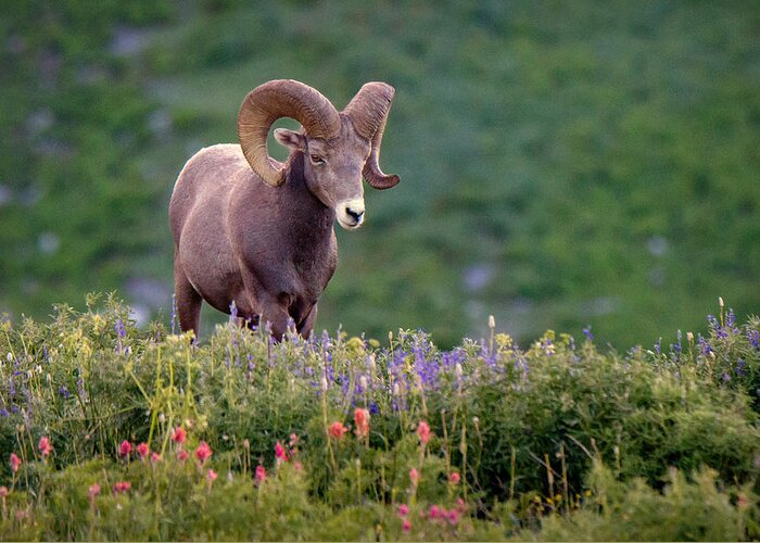 Ram Greeting Card featuring the photograph Wild Journey by Ryan Smith