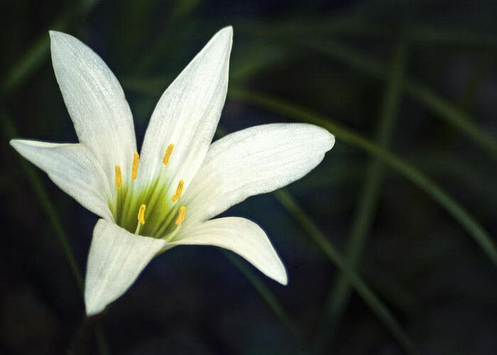 Lily Greeting Card featuring the photograph Wild Lily by Carolyn Marshall