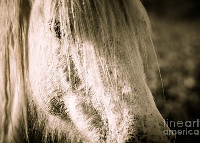 Missouri Ozarks Greeting Card featuring the photograph Wild Missouri Mare by Lynn Sprowl