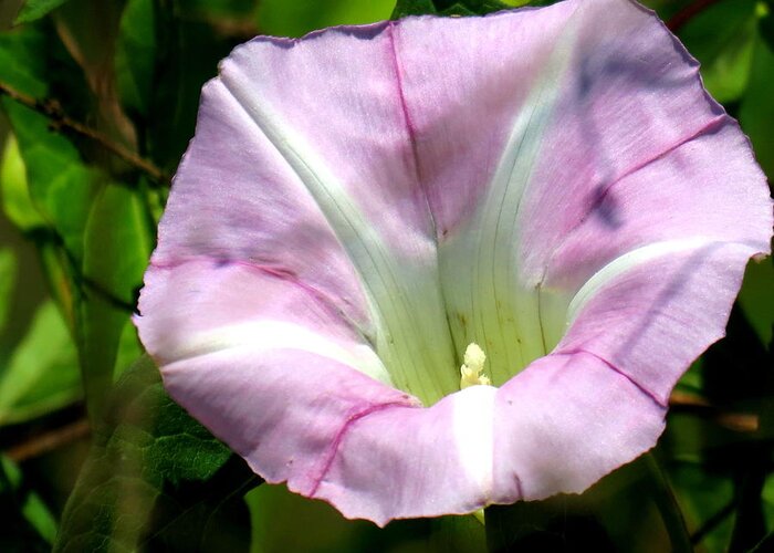 Wild Morning Glory Greeting Card featuring the photograph Wild Morning Glory by Eric Switzer