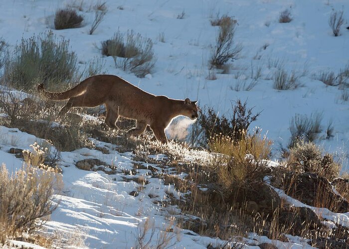 Mark Miller Photos Greeting Card featuring the photograph Wild Mountain Lion by Mark Miller