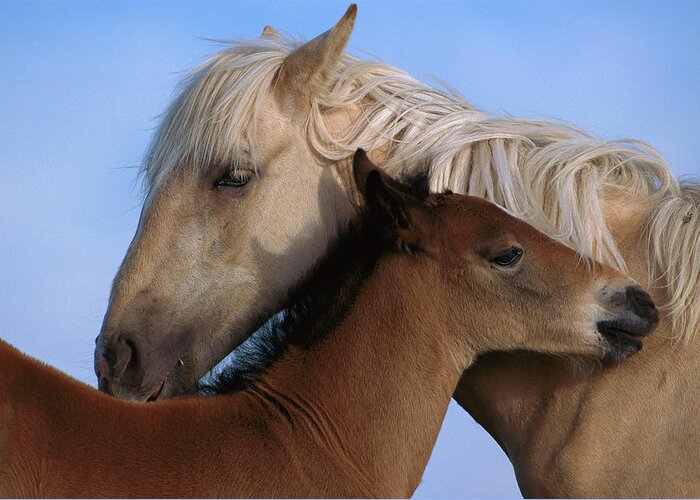 00340033 Greeting Card featuring the photograph Wild Mustang Filly and Foal by Yva Momatiuk and John Eastcott