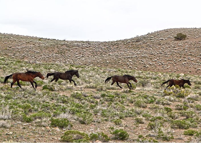 Horses Greeting Card featuring the photograph Wild Mustang herd running by Waterdancer 