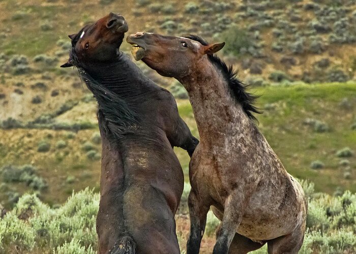 Horse Greeting Card featuring the photograph Wild Mustang Stallions Fighting by Waterdancer