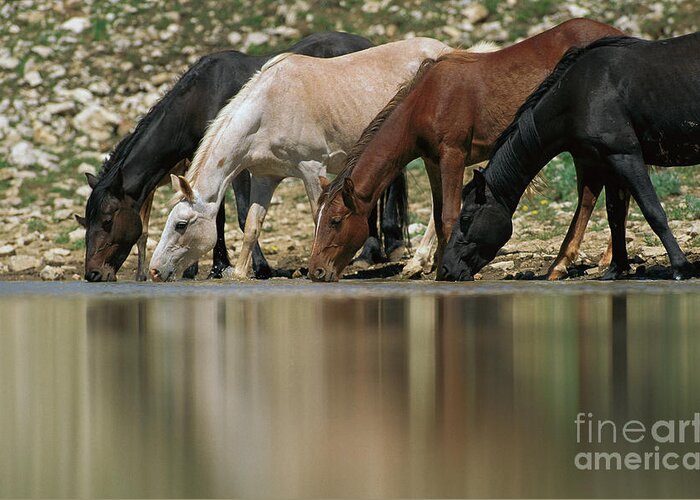 00340044 Greeting Card featuring the photograph Wild Mustangs Drinking by Yva Momatiuk and John Eastcott