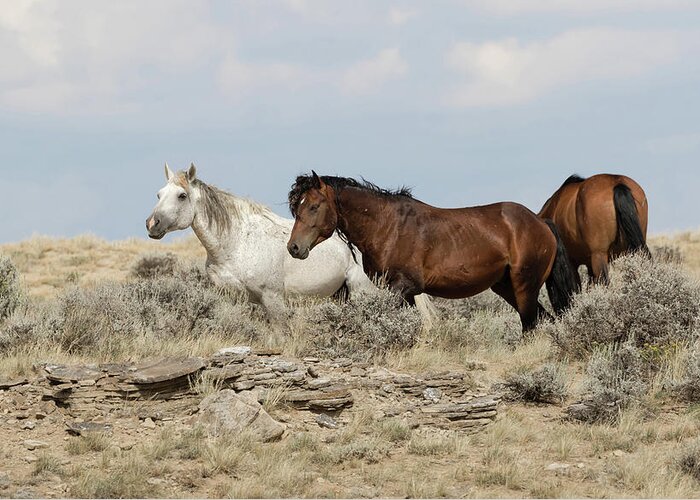 Mustangs Greeting Card featuring the photograph Wild Mustangs by Ronnie And Frances Howard