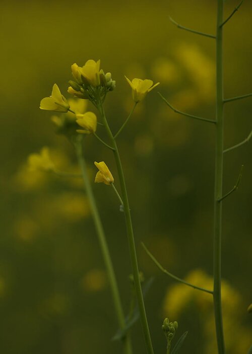 Mustard Greeting Card featuring the photograph Wild Mustard by Bill Gallagher