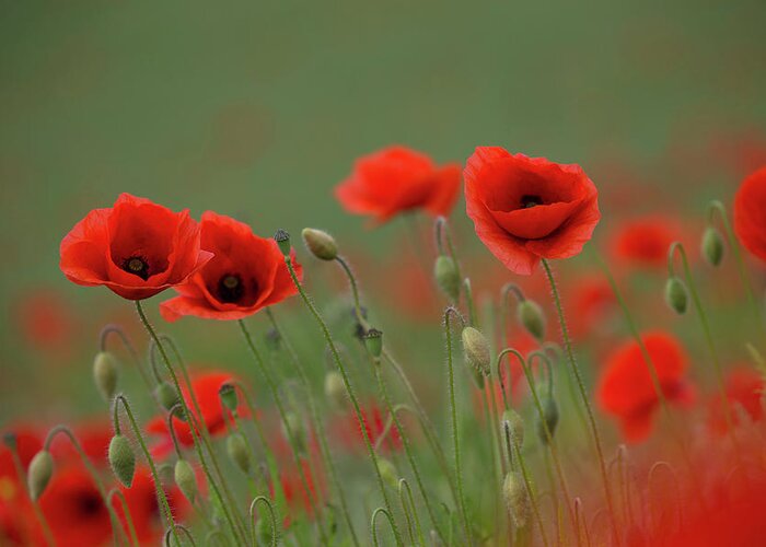 Wild Greeting Card featuring the photograph Wild Poppies by Pete Walkden