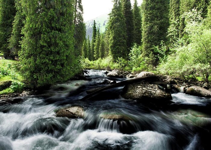 Forest Greeting Card featuring the photograph Wild river in Tian Shan by Robert Grac
