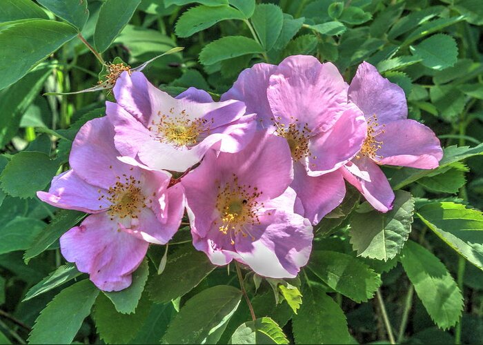 Roses Greeting Card featuring the photograph Wild Rose Cluster by Jim Sauchyn