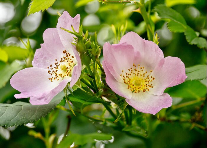 Wild Roses Greeting Card featuring the photograph Wild Roses. Duo. by Elena Perelman