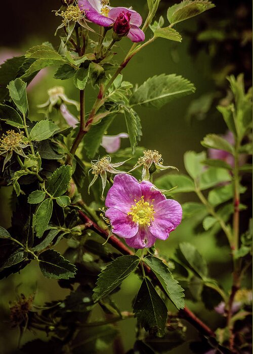 Summer Greeting Card featuring the photograph Wild Roses Of Summer by Yeates Photography