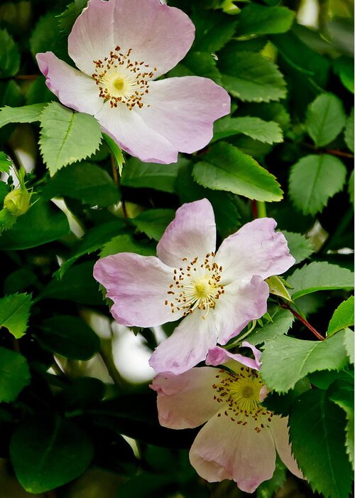 Wild Roses Greeting Card featuring the photograph Wild Roses. Trio. by Elena Perelman