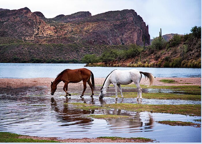 Wild Horses Greeting Card featuring the photograph Wild Salt River Horses at Saguaro Lake Arizona by Dave Dilli