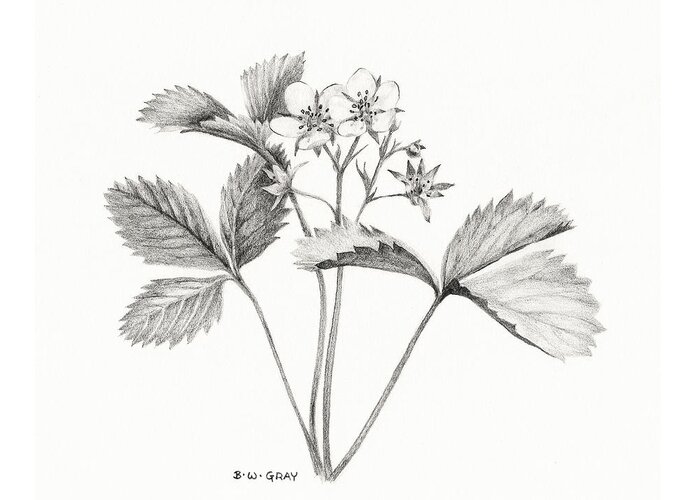Strawberry Greeting Card featuring the drawing Wild Strawberry Drawing by Betsy Gray