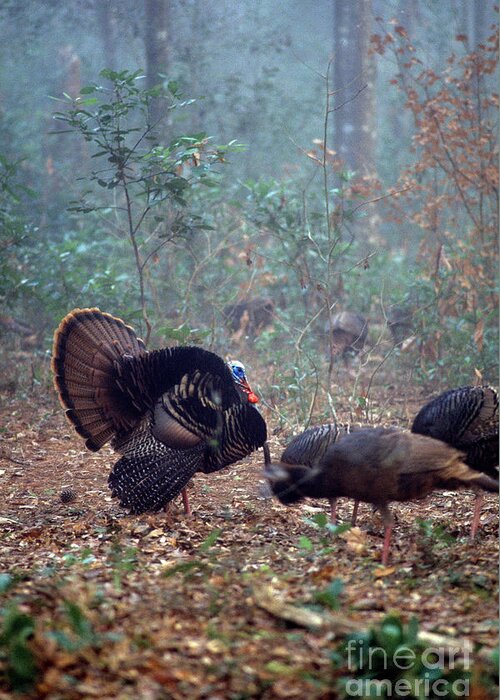 Wild Turkey Greeting Card featuring the photograph Wild turkey by David Campione