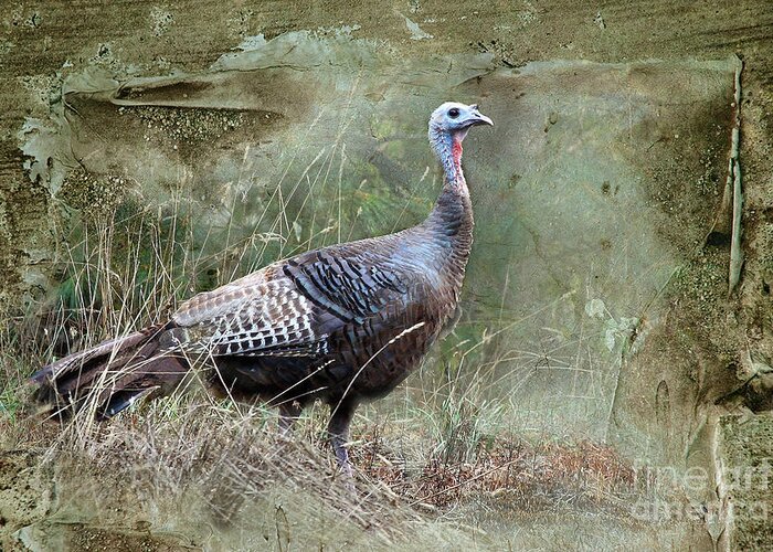Turkey Greeting Card featuring the photograph Wild Turkey by Jan Piller