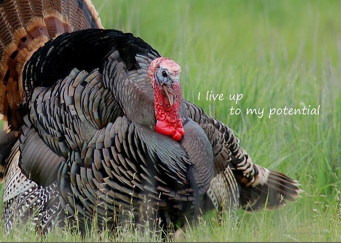 Poster Greeting Card featuring the photograph Wild Turkey said I Live Up to my Potential by Sherry Clark