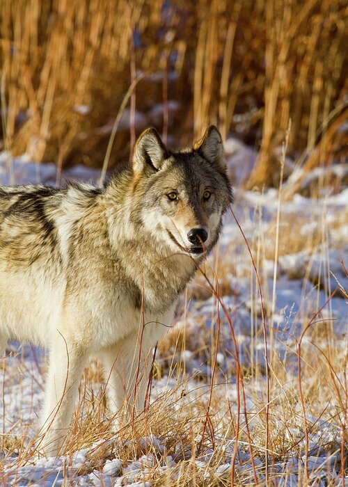 Wolf Greeting Card featuring the photograph Wild Wolf by Mark Miller