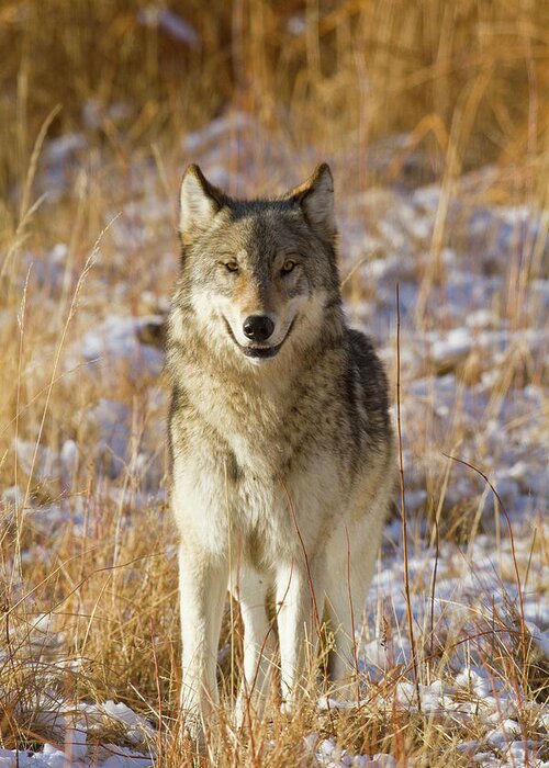 Nature Greeting Card featuring the photograph Wild Wolf Portrait by Mark Miller