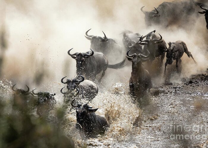 Mara Greeting Card featuring the photograph Wildebeest herd crossing the Mara River by Jane Rix
