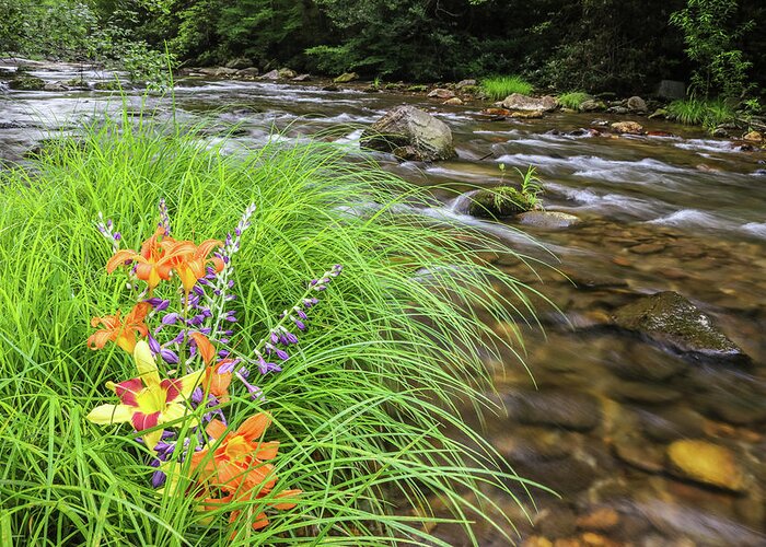 Curtis Creek Greeting Card featuring the photograph Wildflower Creek by Dana Foreman