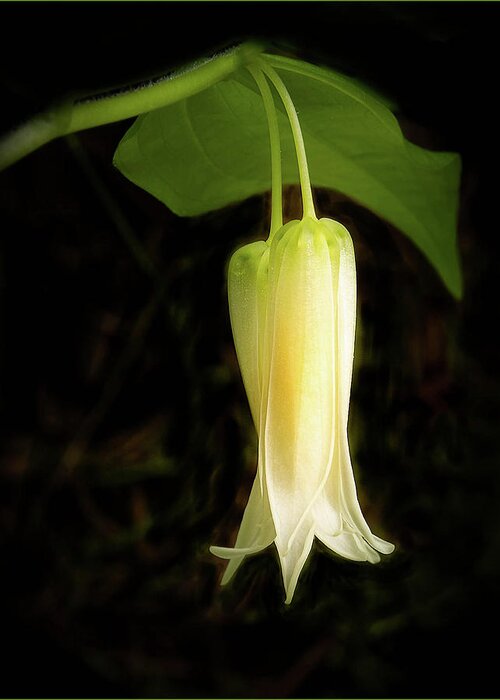 Woods Greeting Card featuring the photograph Smiths Fairybell Wildflower by Jean Noren