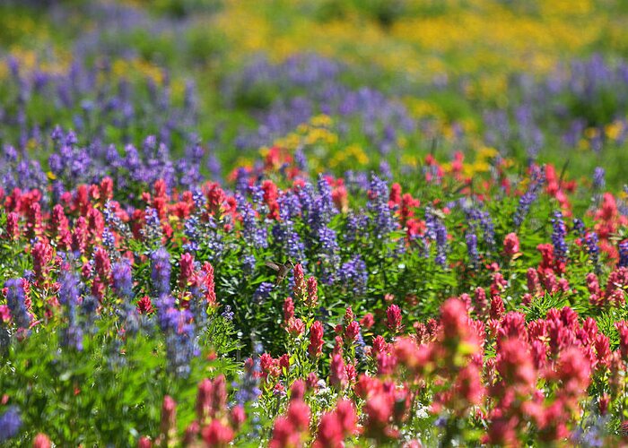 Wildflower Greeting Card featuring the photograph Wildflower Meadow and Hummingbird by Brett Pelletier