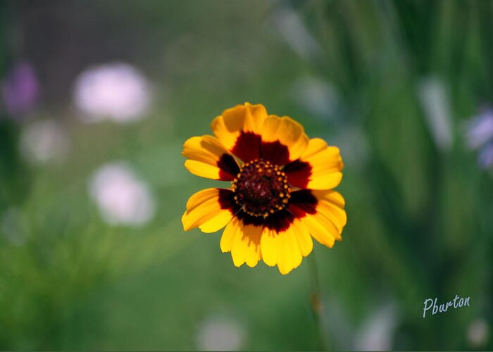 Wildflower Greeting Card featuring the photograph Wildflower by Phil Burton