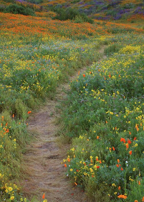 Wildflower Greeting Card featuring the photograph Wildflower trail at Diamond Lake in California by Jetson Nguyen