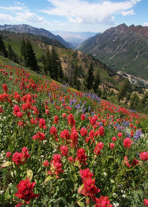 Landscape Greeting Card featuring the photograph Wildflowers and View Down Canyon by Brett Pelletier