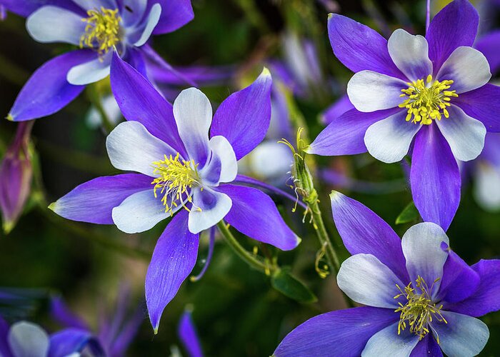 Colorado Greeting Card featuring the photograph Wildflowers Blue Columbines by Teri Virbickis