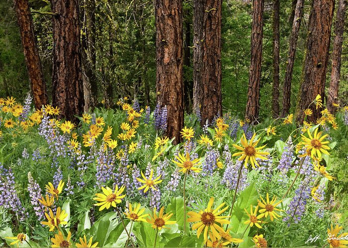 Arrowleaf Balsamroot Greeting Card featuring the photograph Balsamroot and Lupine in a Ponderosa Pine Forest by Jeff Goulden