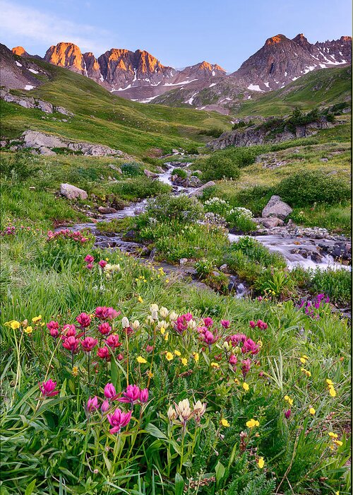 Wildflowers Greeting Card featuring the photograph Wildflowers in American Basin by David Soldano