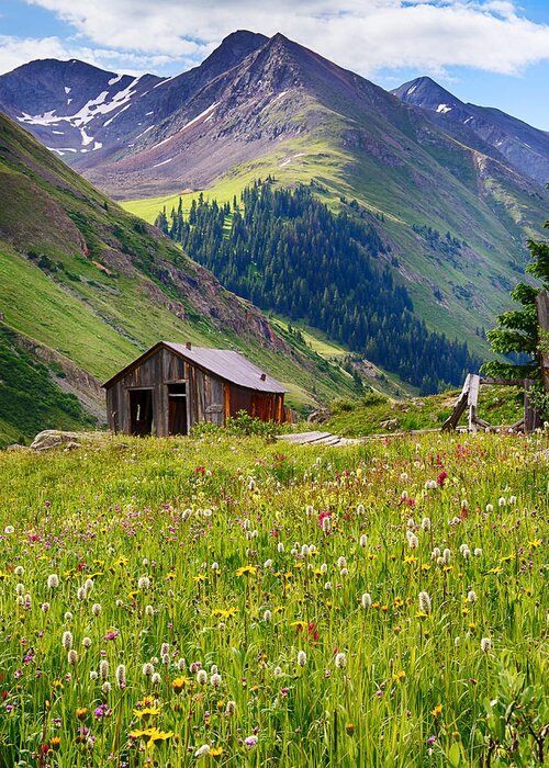 Wildflowers Greeting Card featuring the photograph Wildflowers in Animas Forks by David Soldano