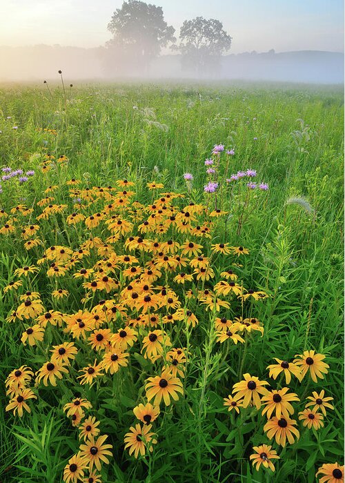 Glacial Park Greeting Card featuring the photograph Wildflowers of West Glacial Park at Sunrise by Ray Mathis