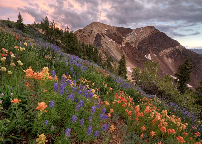 Landscape Greeting Card featuring the photograph Wildflowers with Twin Peaks at Sunset by Brett Pelletier
