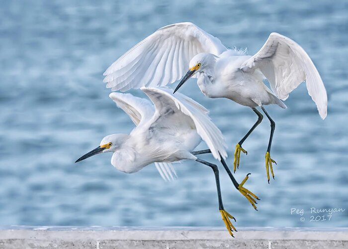 Snowy Egrets Greeting Card featuring the photograph Will You Hurry Up by Peg Runyan