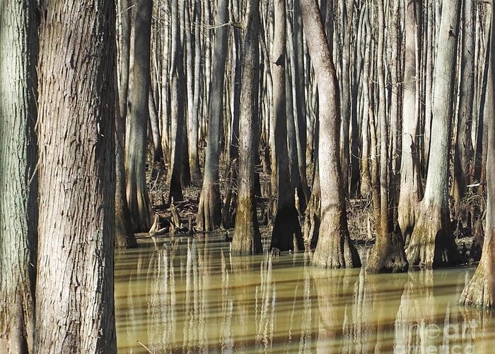 River Bottoms. Swamp. Wolf River Greeting Card featuring the photograph William B Clark Conservation Area Rossville TN 3 by Lizi Beard-Ward