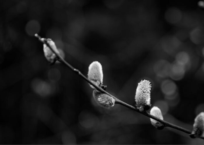 Willow Catkin Greeting Card featuring the photograph Willow Catkin - Bw by Andreas Levi