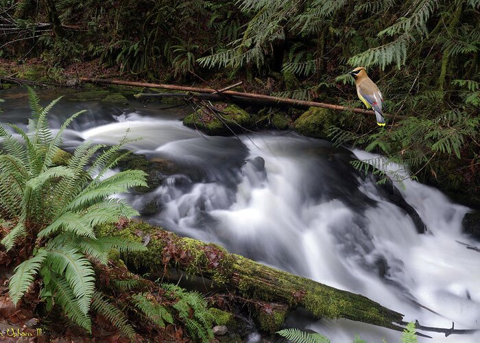 Nature Greeting Card featuring the photograph Wilson Creek #18 with added Cedar Waxwing by Ben Upham III