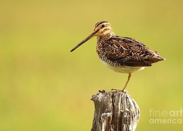 Snipe Greeting Card featuring the photograph Wilson's Snipe On Morning Perch by Max Allen