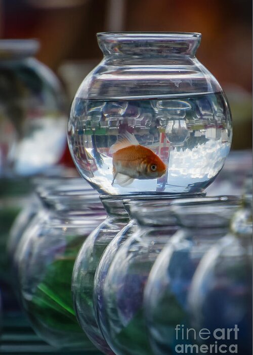 Goldfish Greeting Card featuring the photograph Win a Goldfish by Joann Long