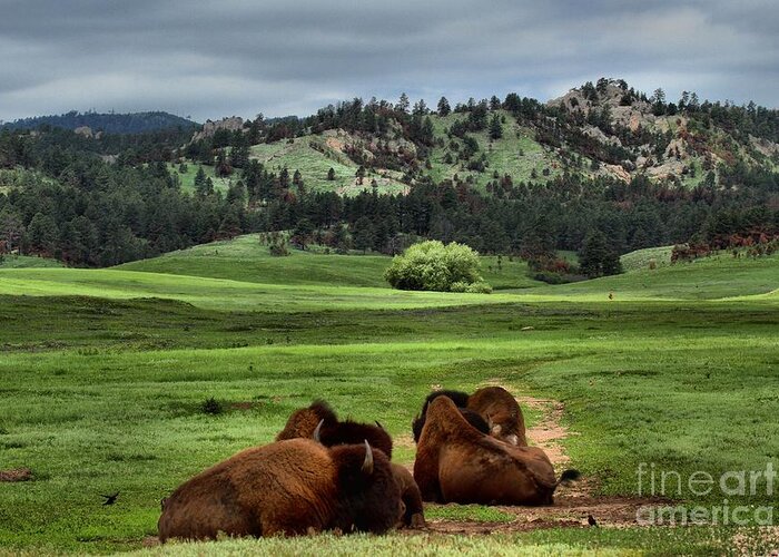 Bison Greeting Card featuring the photograph Wind Cave Bison by Adam Jewell