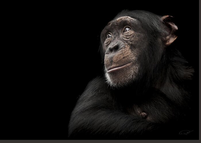 Chimpanzee Greeting Card featuring the photograph Window to the soul by Paul Neville