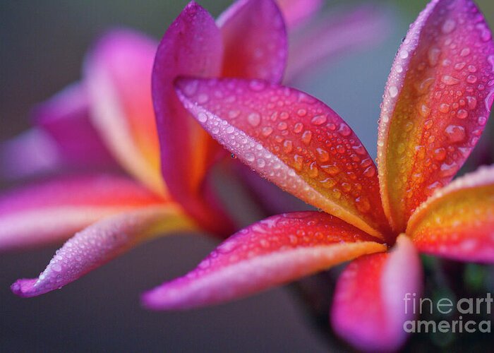 Plumeria Greeting Card featuring the photograph Windows Into Nature by Sharon Mau