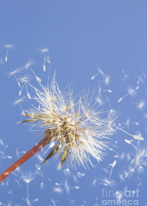 Dandelion Greeting Card featuring the photograph Winds of change by Jorgo Photography