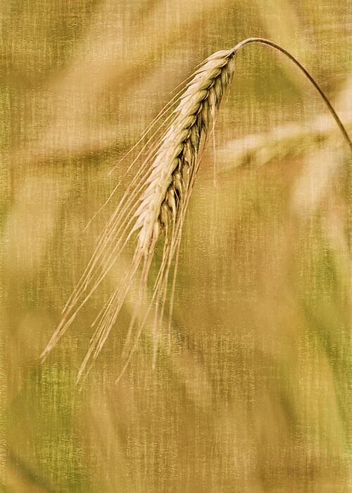 Grasses Greeting Card featuring the photograph Windswept I by Leda Robertson