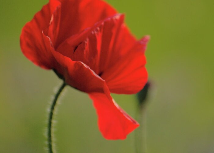 Windswept Greeting Card featuring the photograph Windswept Poppy by Adrian Wale